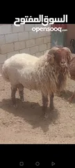  4 حلال نخب لحم ومقنوي بلدي وشروط الظحيه الله يتقبل من الجميع