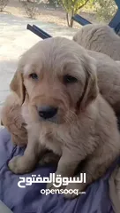  10 جراء جولدن ريتريفر للبيع افضل انتاج وبسعر حرق Golden Retriver Puppies Best Production For Children