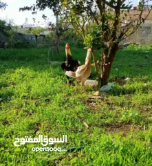  1 بيض  لتفقيس سعر لبيضه على 30شيكل