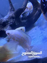  21 سمك زينه مفترس