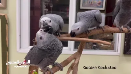  2 الببغاء الرمادي الأفريقي