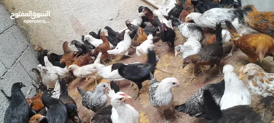  10 دجاج عربي للبيع