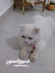  1 بسه هولنديه للبيع