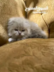  24 5 قطط مكس للبيع