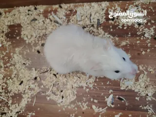  1 هامستر لونغ هير