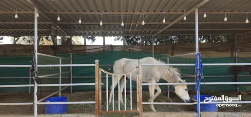  2 Horse stable for sale