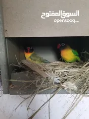  2 جوز فيشر جاهزات