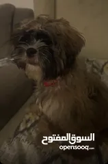  2 Puppy for sale price is negotiable