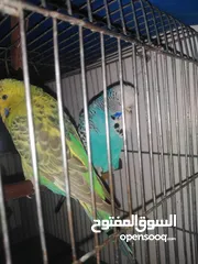  2 طيور حب انجليزي مع قفص وكوخ