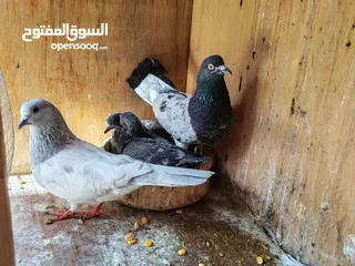  4 اربع جواز حمام للبيع مع القن