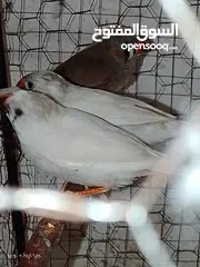  7 طيور جنه    27 حبه مخاليف