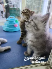  14 Ragdoll, Scottish fold, British short hair, persian kittens.