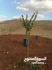  14 مزرعة للبيع  مع بيت 3400 متر مشجره شرق جرش قريه المدور