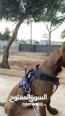  2 كلبة بيتبول
