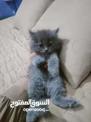 1 قطط صغيرة للبيع بسعر رمزي عمر 43 يوم لاي استفسار التواصل على الواتساب على الرقم