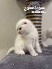  9 Scottish Fold kittens