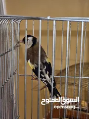  5 حسون ترابي سوري جاهز باذن الله