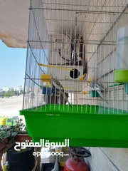  1 ببغاء كوكتيل ذكر وانثى مع قفص كبير