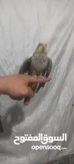  6 كوكتيل اليف للبيع عمر5شهور