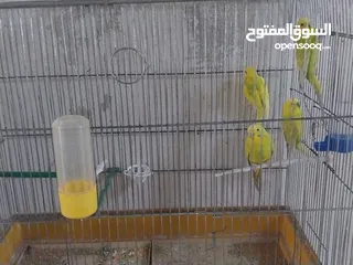  3 متوفر اربع طيور حب بسعر حرق اقرأ الوصف  ااااااااااااااااااااااااااااااااااااااااااااااااااااااا