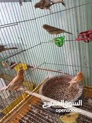  10 اقرى الوصف