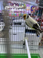  1 فحل حسون طفره مميز