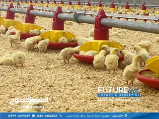  29 إنشاء وتجهيز مزارع الدواجن بنظام الحديثه