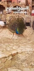 5 طاووس للبيع مستعجل