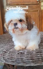  1 جراء شيتزو مستوى عالي جدا Shih Tzu