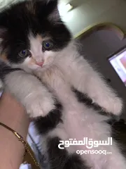  1 قطط للتبني مكس العمر شهرين