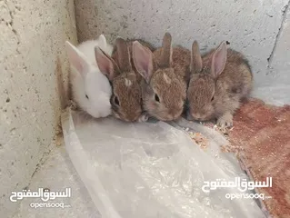  13 ارانب بلدي الاصلي بئقل السعار سعر حرق نارررررر