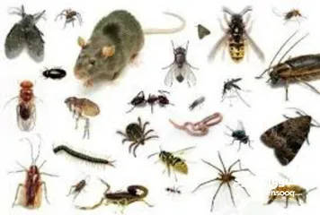  6 شركة الصفوة لمكافحة الحشرات (الكتن والقمل والصراصير والارضة والفئران