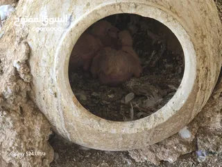 6 حمام فرنسي سوبر جامبو