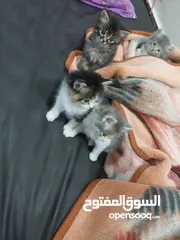  6 قطط كاليكو مكس شيرازي عمر شهرين