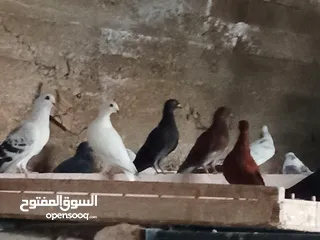  25 انواع حمام مشكلة للبيع