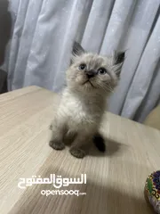  8 قطط للبيع عمان