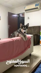  2 male siberian husky and femala alaskan kai breed