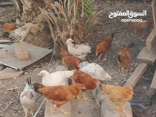  3 دجاج فرنسي