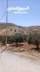  2 ارض مزروعه زيتون مثمر وما شاءالله القطعه كامله 8 دونم ، سعر القطعه كامله ،144000