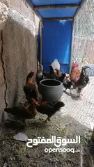  3 دجاج للبيع بسعر مناسب