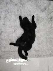  3 قطط للتبني، cats for adoption