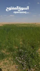 1 ارض للبيناء واصل كل الخدمات في ابوقش