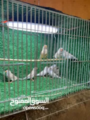  1 خمس ازواج فنجس سوبر جامبو للبيع