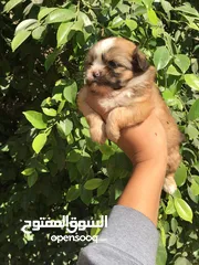  6 اجمل جراوي ميني شيتزو