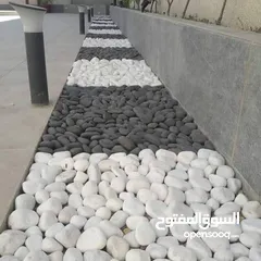  12 نجيل طبيعي نجيل ديكوندرا