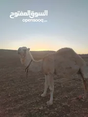  3 ناقه ضحيه طيبه ام ثاني