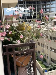  1 Balcony flower plants