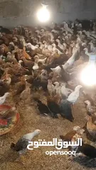  2 دجاج بلدي للبيع في عبري العراقي