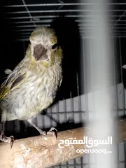  1 حوز عصافير خضري للبيع او للبدل