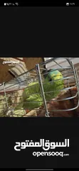  3 ببغاء امازوني يلوفريند ما شاء الله